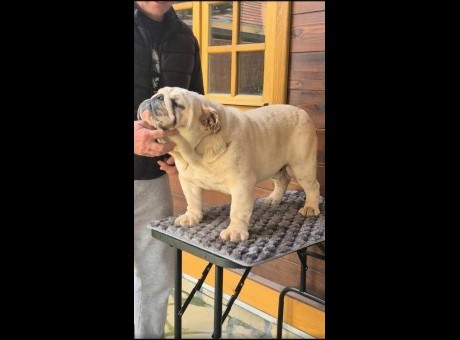 1  ebuldog  am0425.jpg